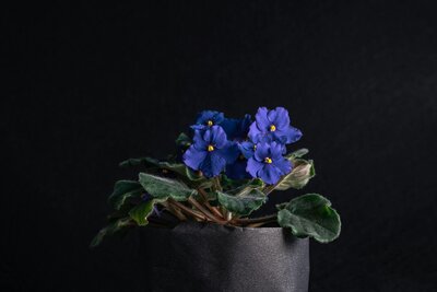 African Violet